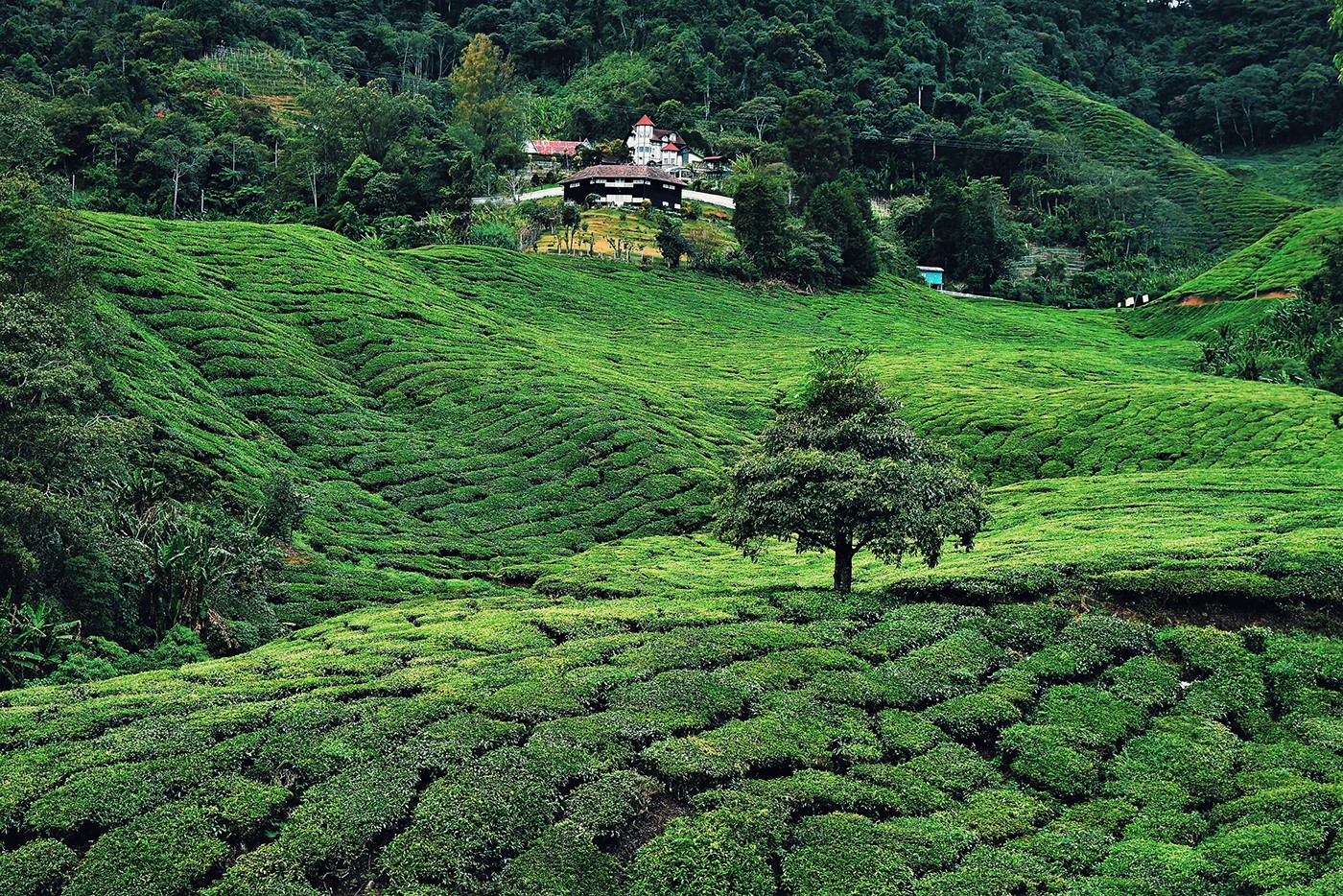 全球茶叶咨询